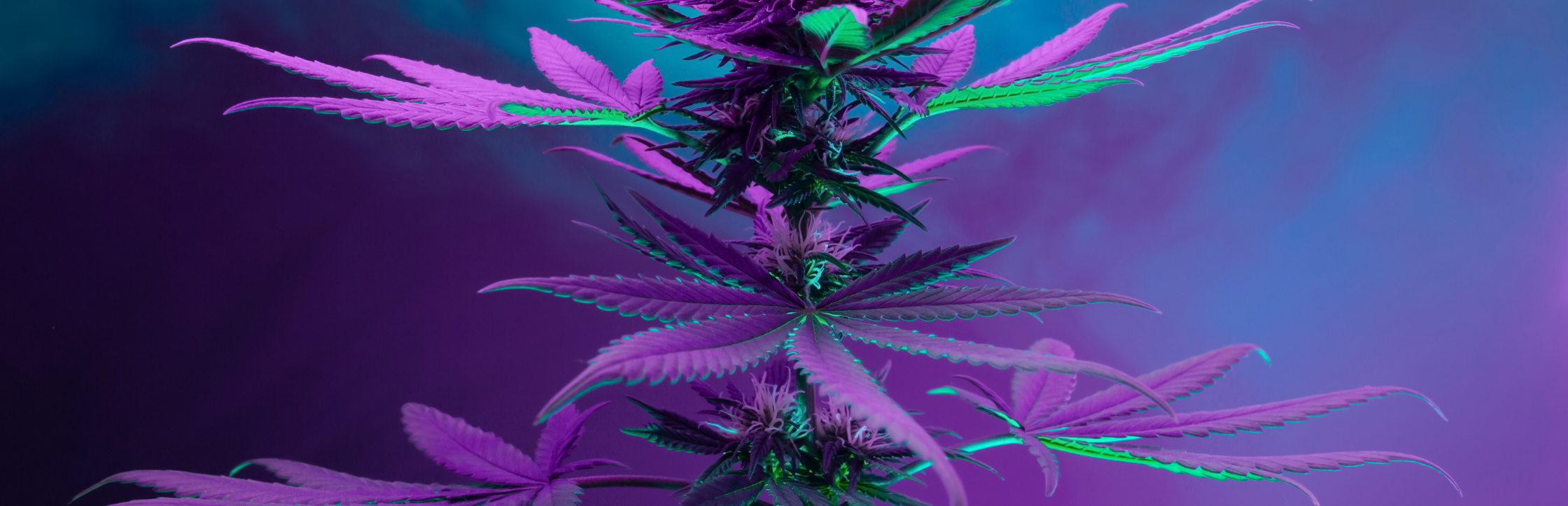 Cepa de Cannabis